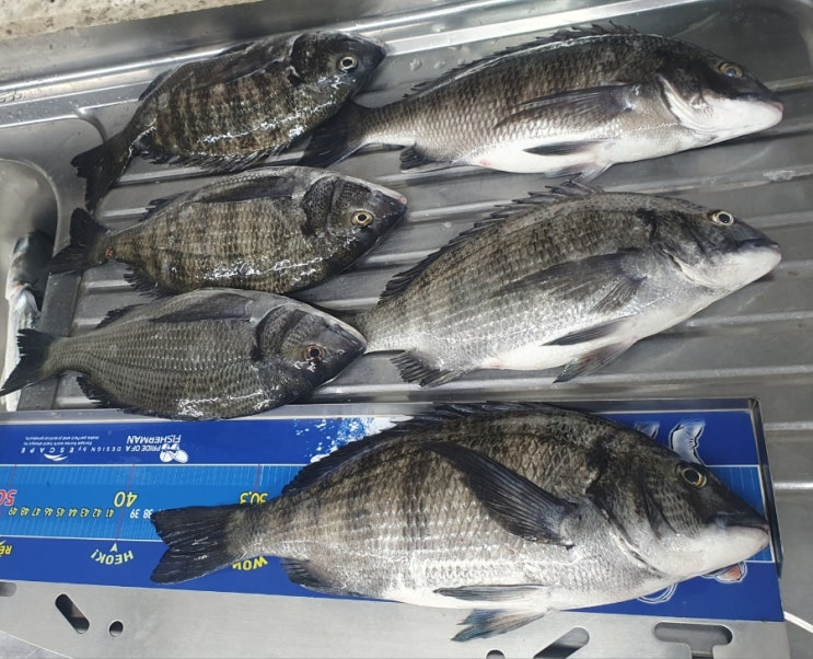  삼척 감성돔 찌낚시~잊을수 없는 5짜의 손 맛과 자연산 회 맛^^v