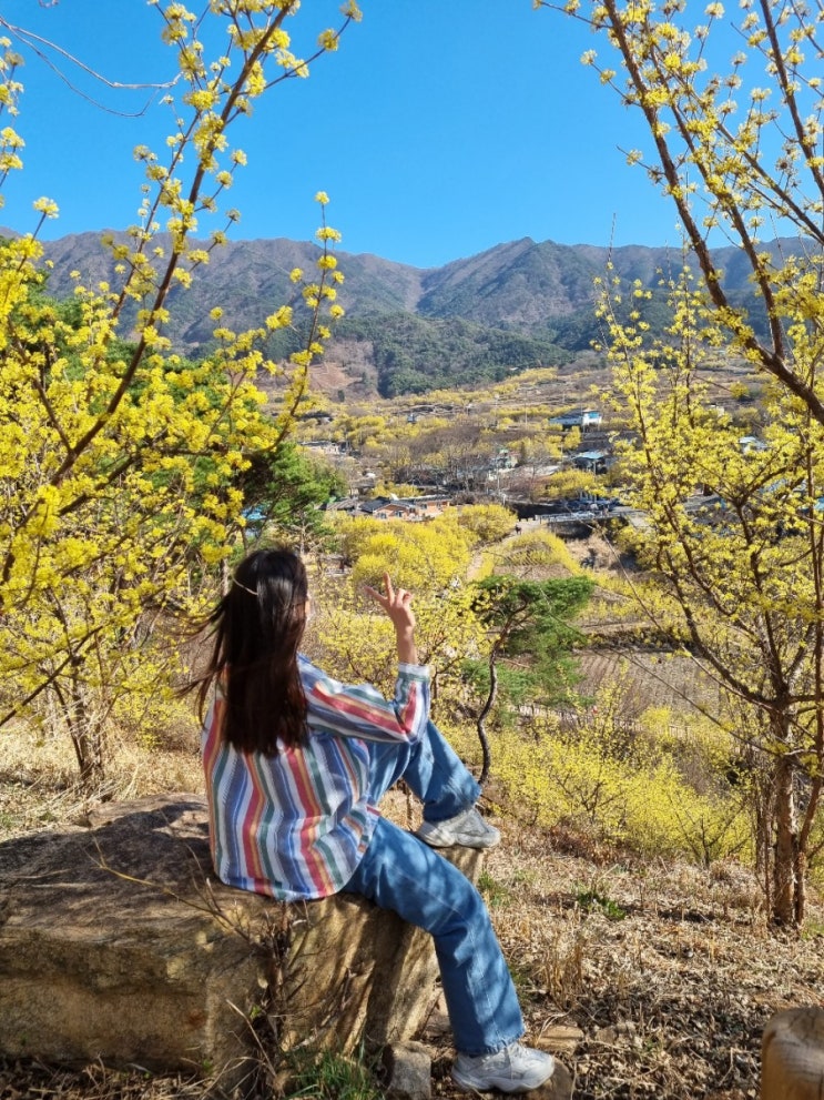  2023 구례산수유축제 전남 구례 산수유마을 3월14일 실시간 산수유꽃 개화