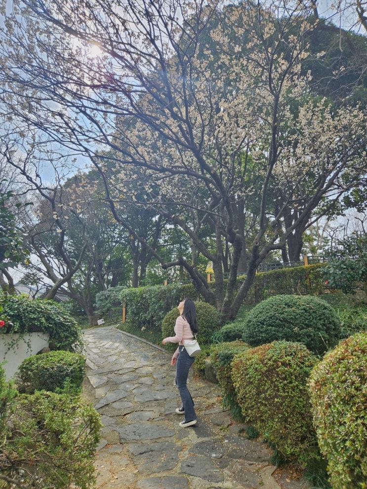 부산 매화 꽃구경 명소 충렬사 방문 (매화 개화시기 / 만월매 / 주차정보) 부산 매화 꽃구경 명소 충렬사 방문 (매화 개화시기 / 만월매 / 주차정보)