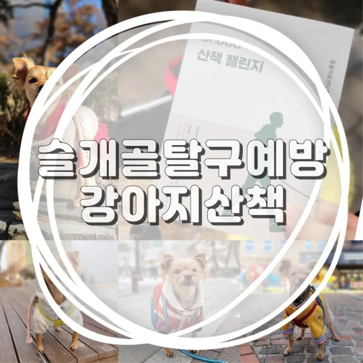  강아지 슬개골 탈구 증상 예방을 위한 산책챌린지 ft.닥터독동물병원