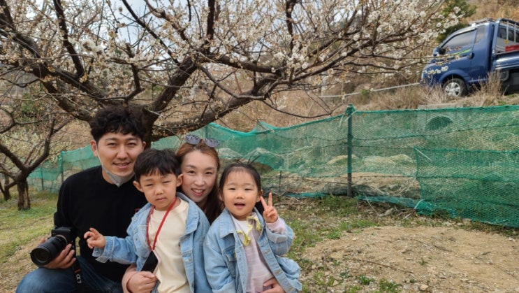  부산 기장 매화원 무료 봄 꽃구경 명소 3월 가볼만한곳