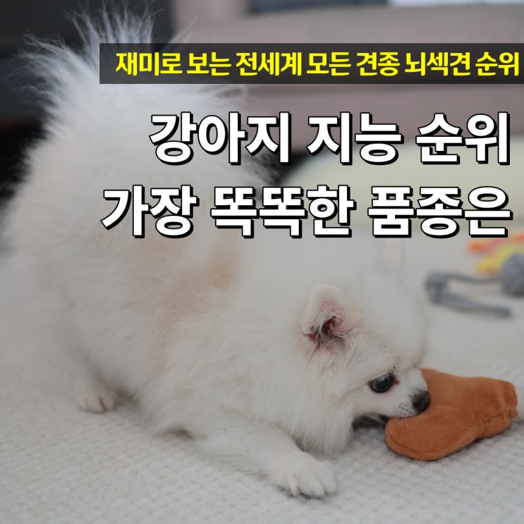  강아지 지능 순위 가장 똑똑한 강아지 품종 특징