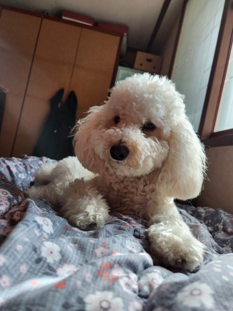  장난꾸러기 크림이를 소개합니다