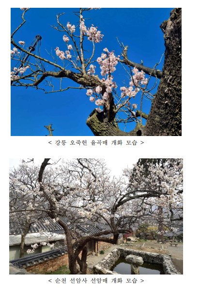 문화재청, 천연기념물 4대 매화 만개 소식 안내 문화재청, 천연기념물 4대 매화 만개 소식 안내