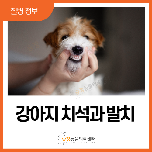  강아지양치질 잘 안될 때, 강아지치석 스케일링과 강아지발치