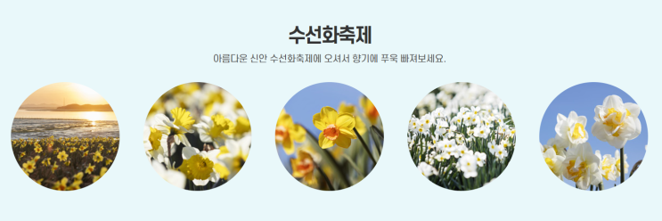  신안 수선화 축제 4월 가볼 만한 곳 진도읍 선도 배편 압해가룡항 출발
