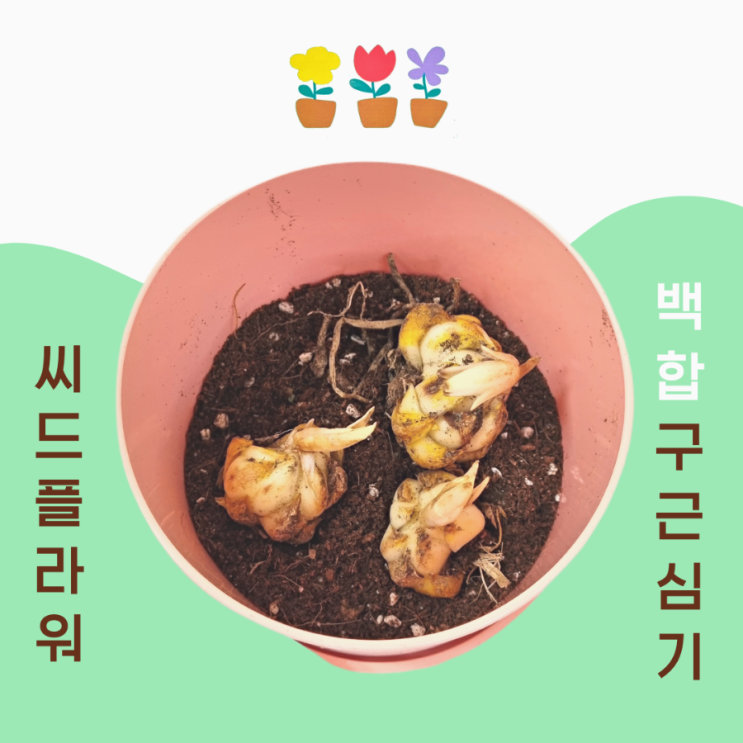  씨드플라워 계절 꽃 키트 | 아이랑 백합 구근 키우기