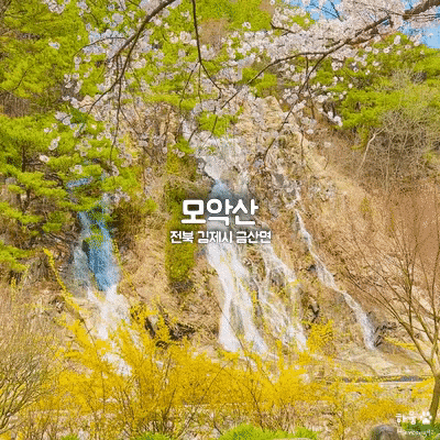4월 모악산도립공원 금산사 개나리&벚꽃축제, 전북 김제 인생샷 맛집
