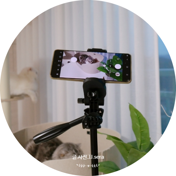 셀루미 VCT520 핸드폰삼각대 이용해 고양이사진 찍기
