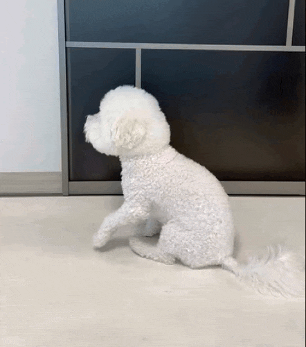  강아지 똥꼬스키, 엉덩이 끌기를 하는 이유와 위험성.