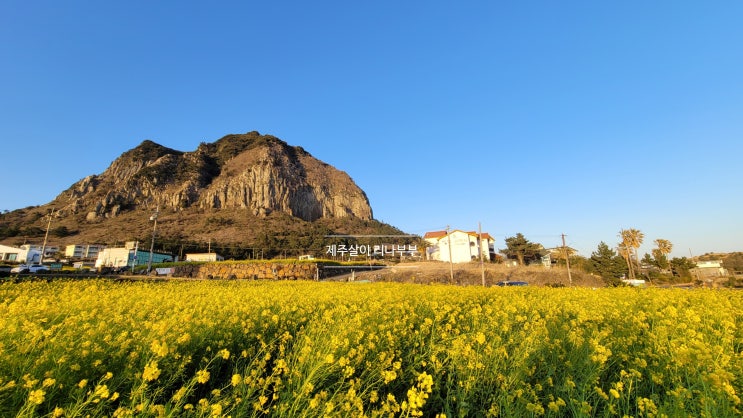  제주3월여행ㅣ유채꽃밭 명소ㅣ포토스팟ㅣ산방산유채꽃