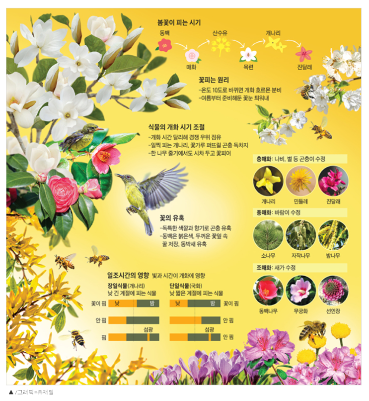  식물은 어떻게 봄이 온 것을 알고 꽃을 피울까요
