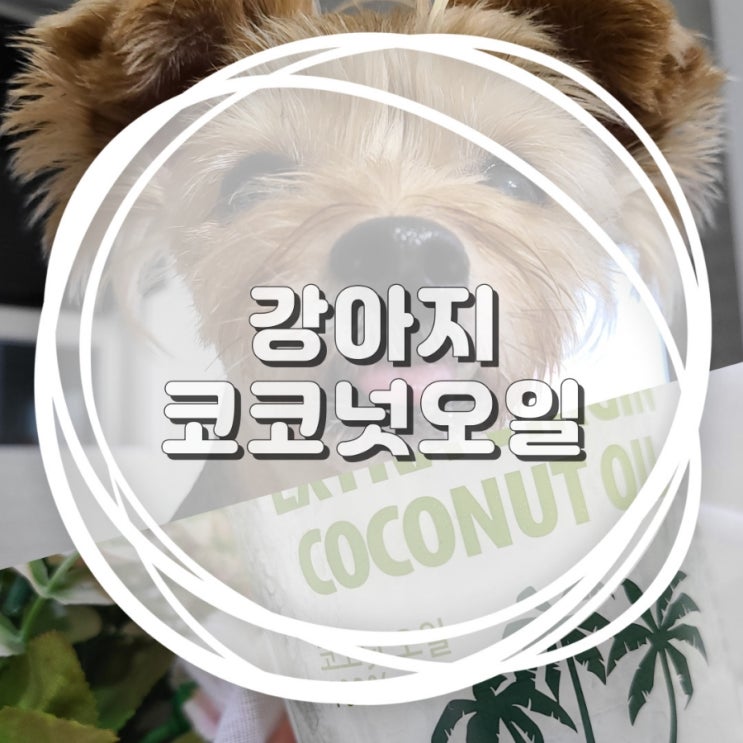  강아지 코코넛오일 사용방법 효능 주의할 점