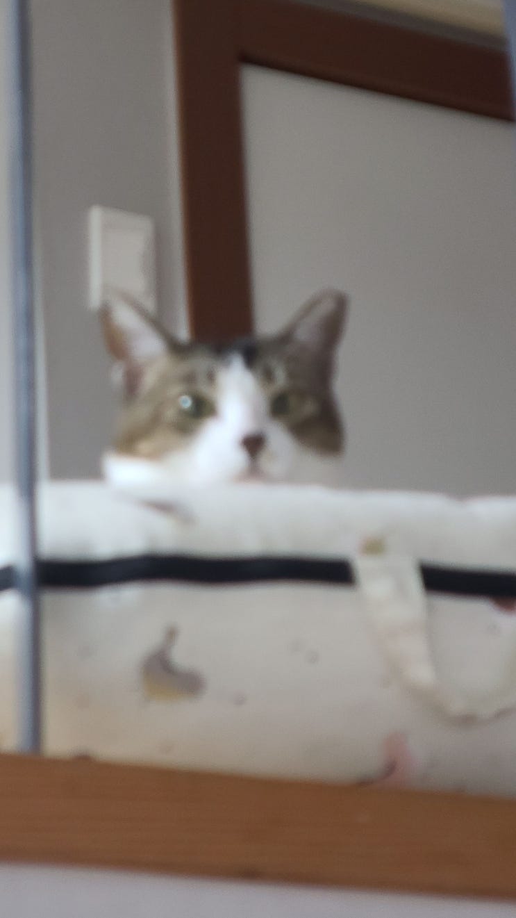  3월 첫째주 고양이 일기