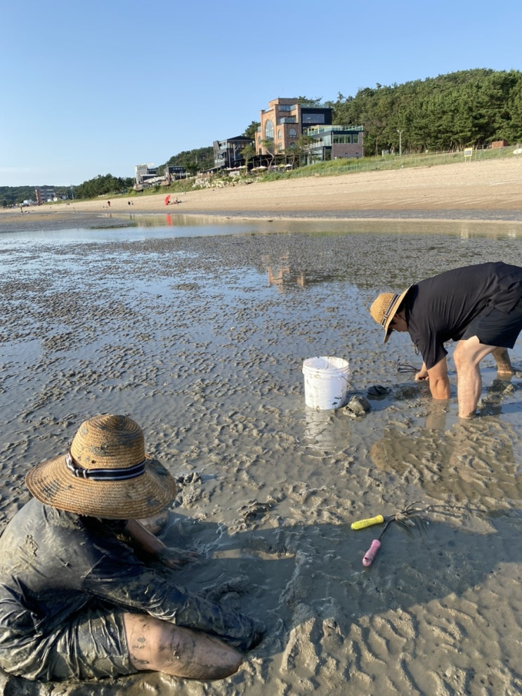  영종도 을왕리 갯벌/ 을왕리 호텔 휴/ 엠클리프 카페/ 3대 절벽카페/ 갯벌조개잡이 가족여행/ 캐나다 가족여행
