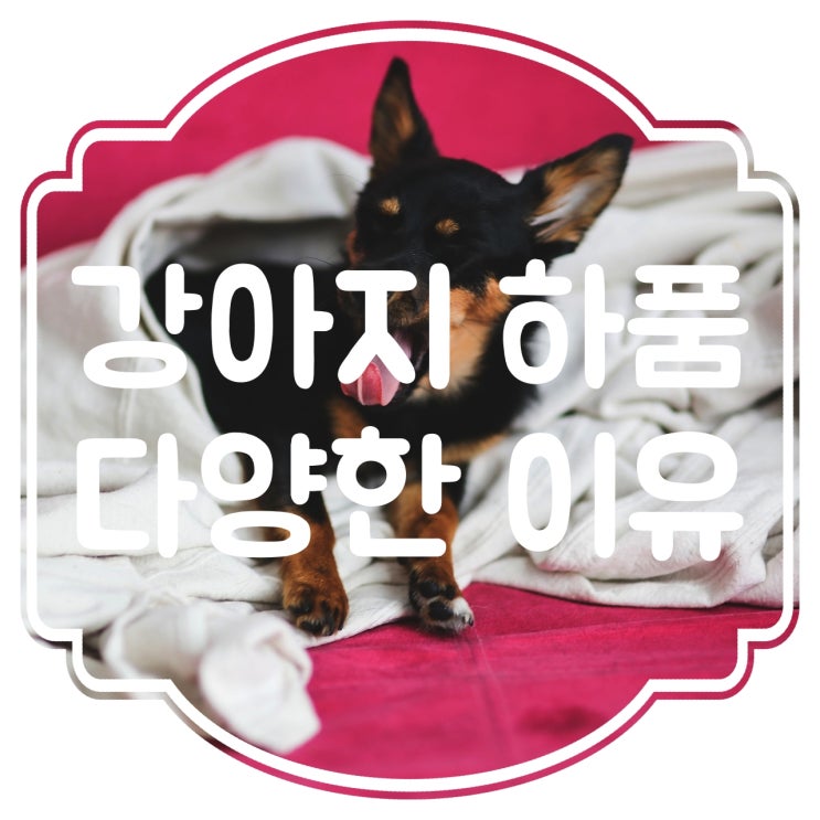  강아지 하품 졸려서 그런 것만은 아니에요~!!