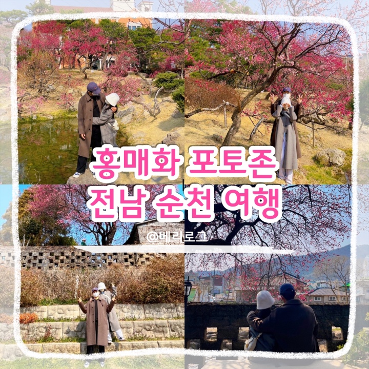  전남 순천 3월 여행 홍매화 개화시기와 실시간 개화 상태 순천 복음교회 사운즈옥천 포토존