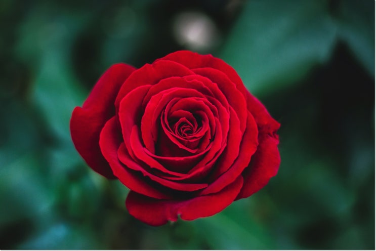  장미꽃꿈 해석만 모아봤어요