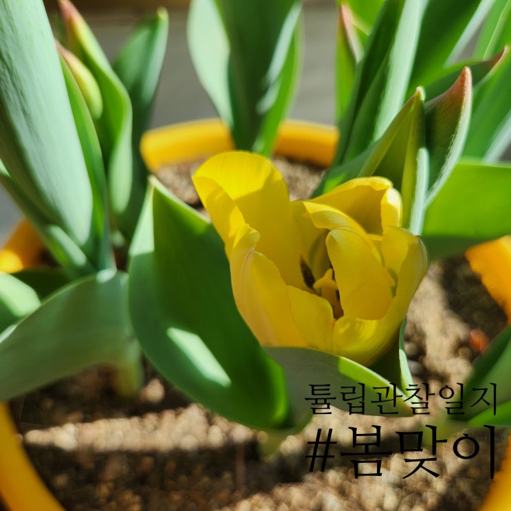  따땃한봄볕과함께 튤립관찰일지 : 꽃샘추위전에 꽃이피다