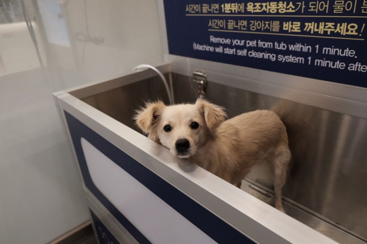  [의정부 강아지 셀프목욕] 시설 깔끔, 드라이룸 구비, 강아지 셀프목욕 "올리스24 의정부민락점" 상세 리뷰