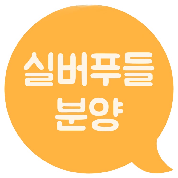  실버푸들분양 귀여운 아이들 만나봐요~