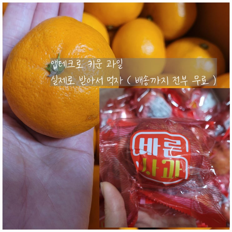 올팜 과일 키워 무료로 받아보자 꿀팁 포함