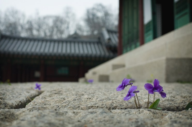 [다락방#11] 제비꽃에 대하여