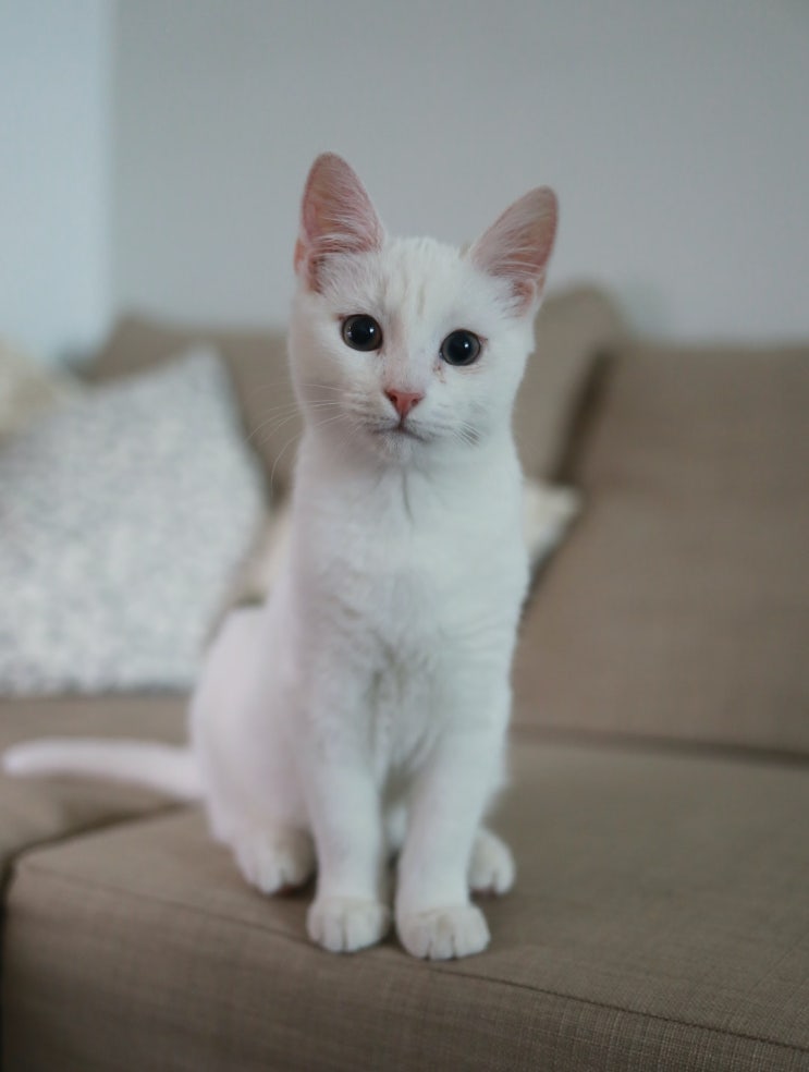  고양이 기침약 복용방법과 성분
