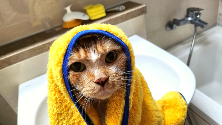  고양이 샤워 주기와 물 싫어하는 고양이 목욕하는 방법 알려줄게요