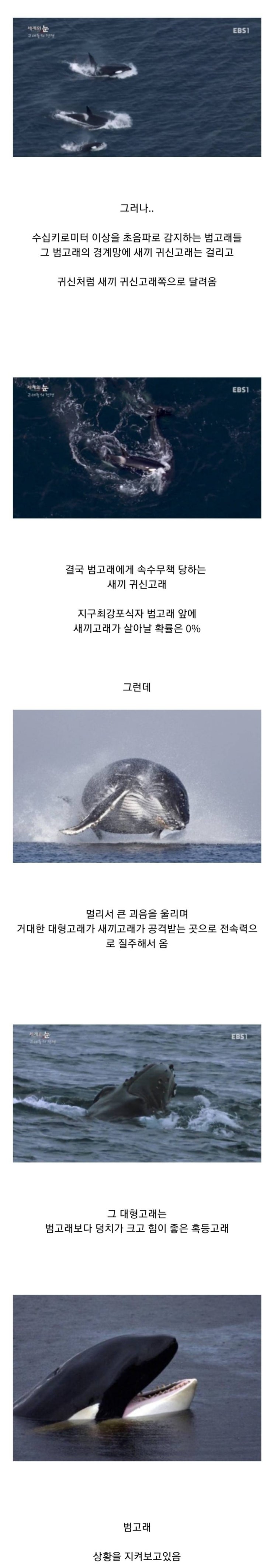  범고래 담당 일진