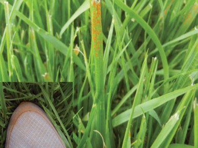잔디관리 ⑤ ㅣ 한국잔디밭 발생하는 주요 병해충과 방제방법