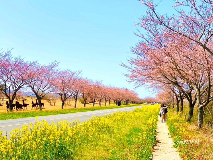  제주 유채꽃 명소 녹산로 유채꽃도로 벚꽃과 유채꽃을 한눈에 볼수 있는 드라이브 코스 (주차장 위치)