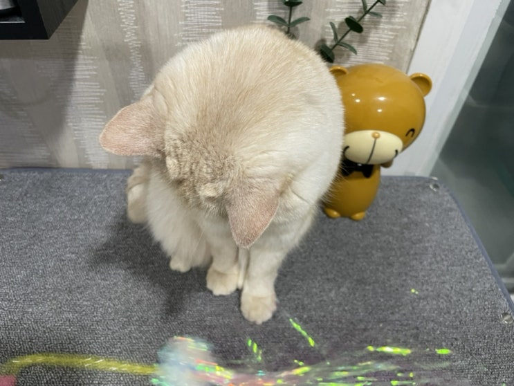  고양이 출렁이는 뱃살 비만이 아닌 원시주머니?