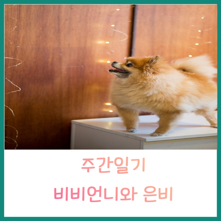 주간일기 노령견 은비의 일상루틴