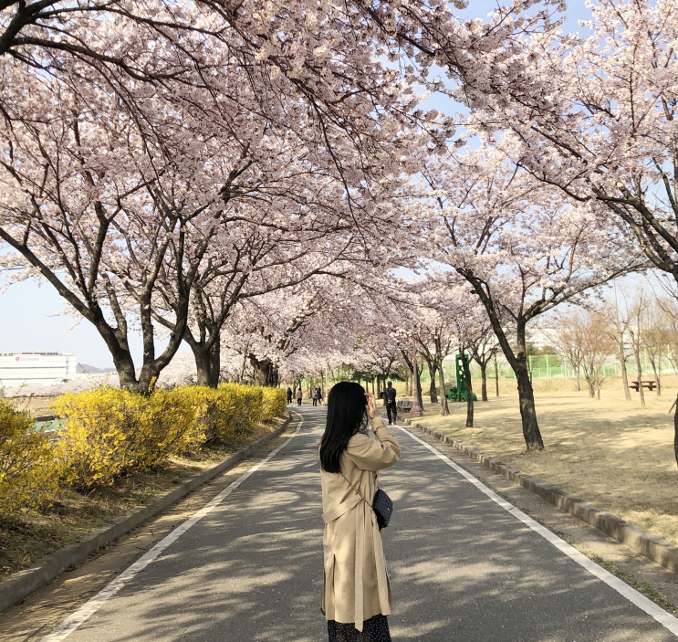  구미동락공원 벚꽃 대구근교 경북 벚꽃명소 데이트코스