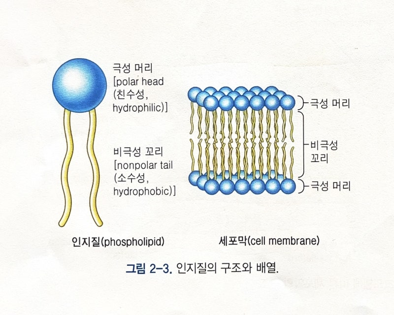 [생리학] 세포 및 조직생리 - 세포막 : 네이버 블로그