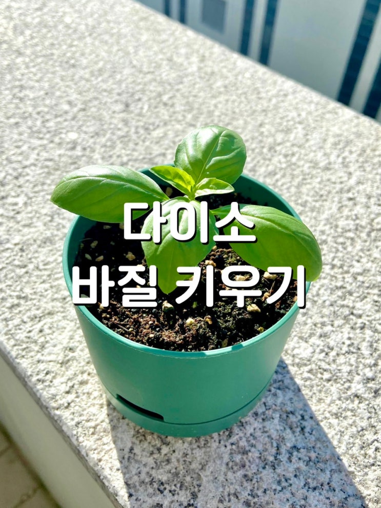  다이소 바질 키우기 : 성공적 후기