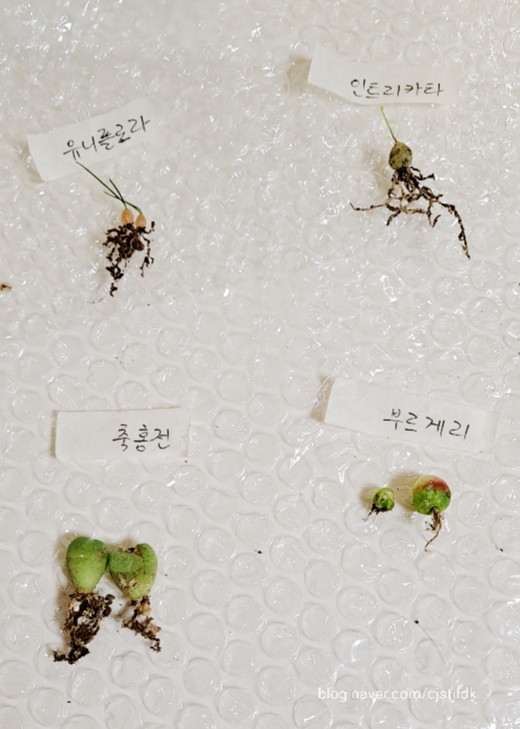  파라님의 나눔이 도착했어요. 부르게리, 유니플로라, 축홍전, 인트리카타