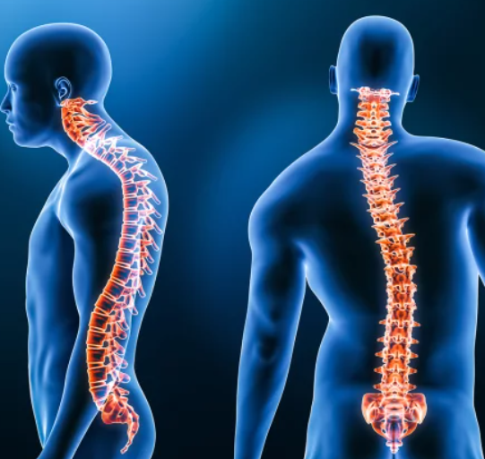 광배근 위치 통증 기능 광배근스트레칭 (넓은등근, Latissimus Dorsi) : 네이버 블로그
