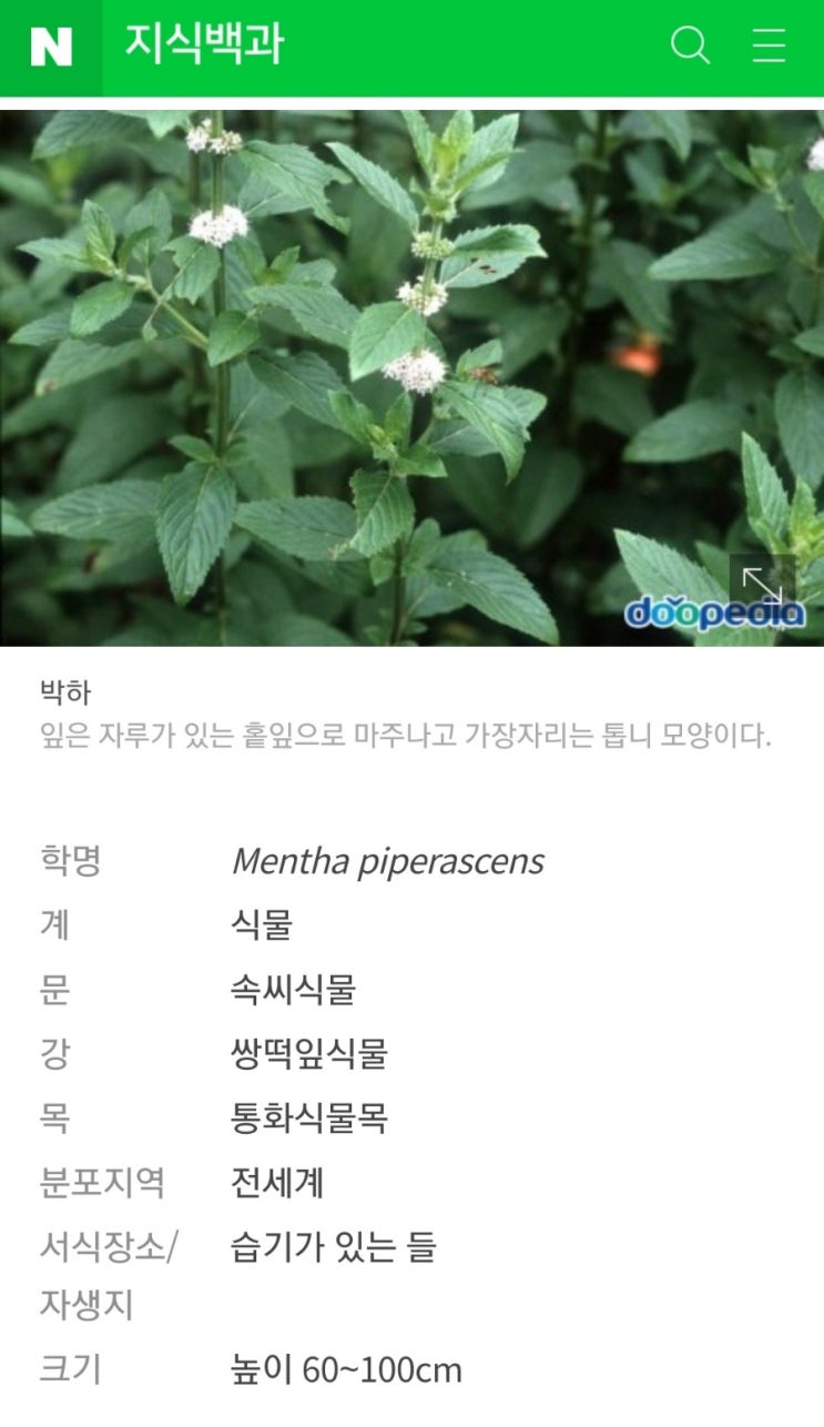  과민성대장 증후군의 특효약 페퍼민트(박하) 오일?