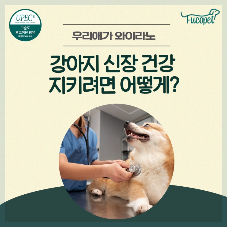  강아지 신장에 좋은 음식과 나쁜 음식 다 모아봤어요