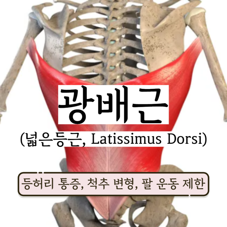 광배근 위치 통증 기능 광배근스트레칭 (넓은등근, Latissimus Dorsi) 광배근 위치 통증 기능 광배근스트레칭 (넓은등근, Latissimus Dorsi)