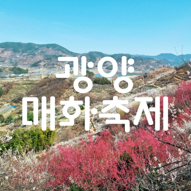  광양 매화축제 주차정보,축제기간, 포토존이 넘쳐나는 매화마을