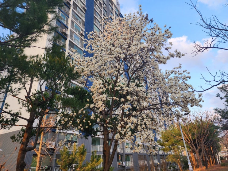  보강토 옹벽(보강토블럭)의 이격거리에 대한 해외 기준(보강토설계, 보강토구조계산, 보강토 검토의견서)