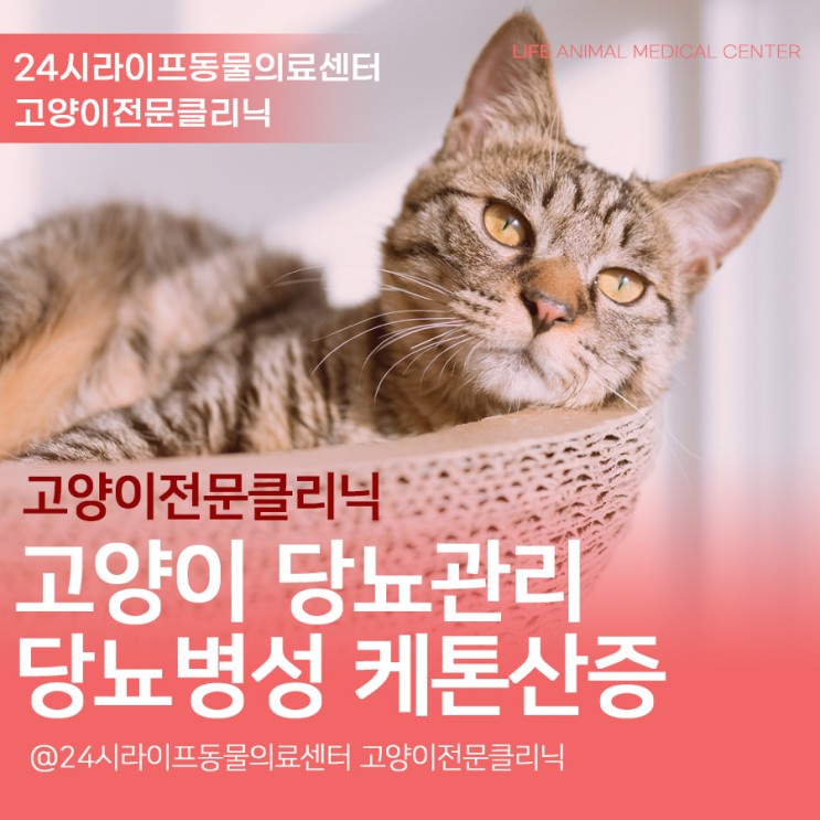 고양이 당뇨병성 케톤산증 치료 대구24시동물병원 고양이가 힘이 없어요 고양이당뇨병