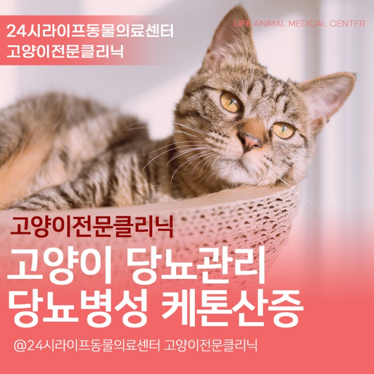 고양이 당뇨병성 케톤산증 치료 대구24시동물병원 고양이가 힘이 없어요 고양이당뇨병 고양이 당뇨병성 케톤산증 치료 대구24시동물병원 고양이가 힘이 없어요 고양이당뇨병
