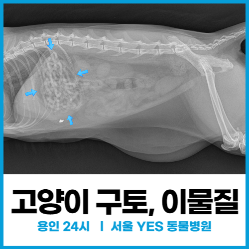  고양이가 토해요, 고양이이물질 삼켰을 때 (24시 용인 분당 동물병원)