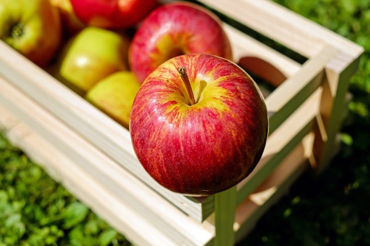  사업일기7. 과일위탁판매 사업자등록부터 한 걸 후회합니다...국민연금,국세청