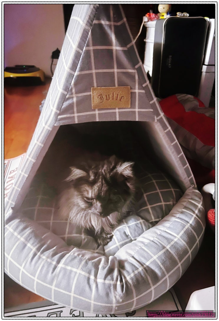  도도 끝판왕 먼지 페르시안 고양이 냐옹~