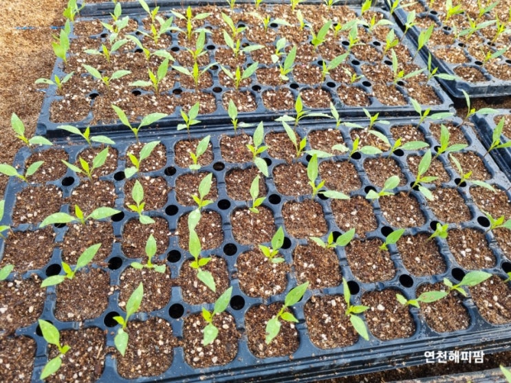  고추농사 고추모종기르기 고추육묘 청양고추 꽈리고추 홍고추 가지고추